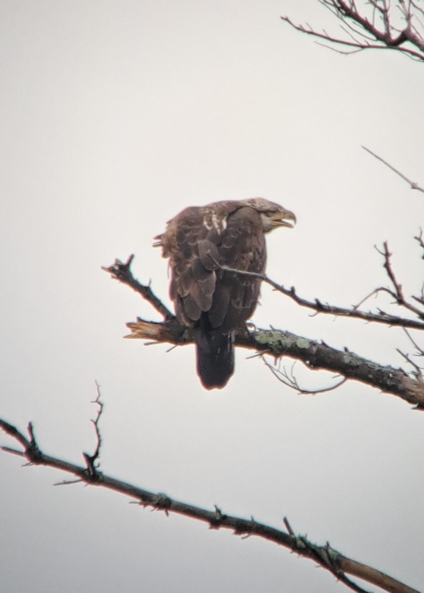 Bald Eagle - ML537168001