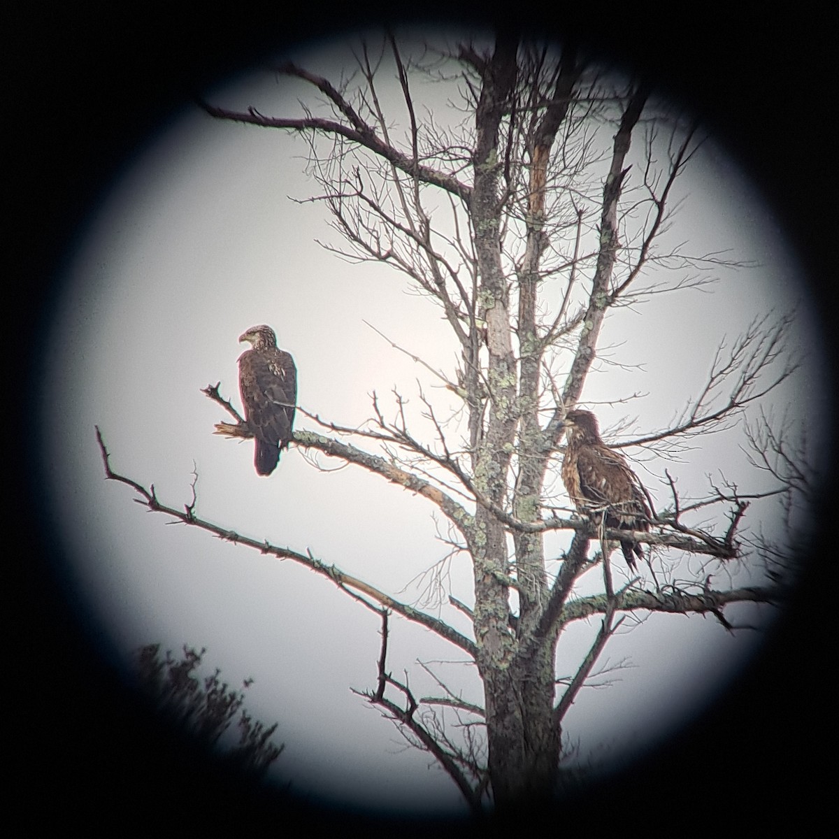 Bald Eagle - ML537168011