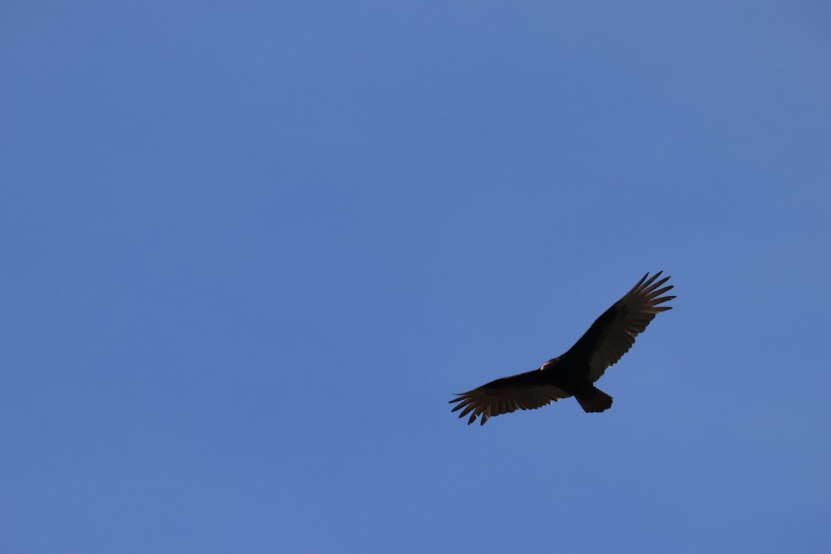 Turkey Vulture - ML537168471