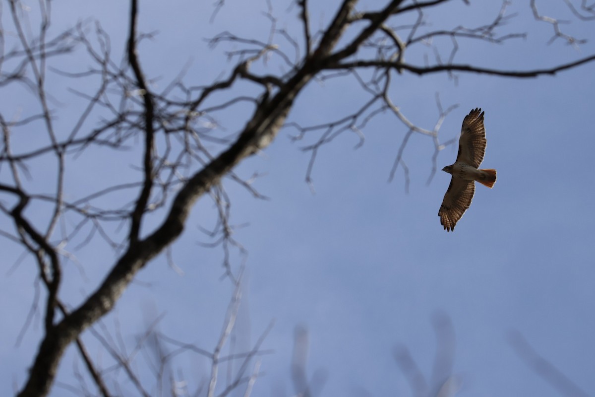 Red-tailed Hawk - ML537168571