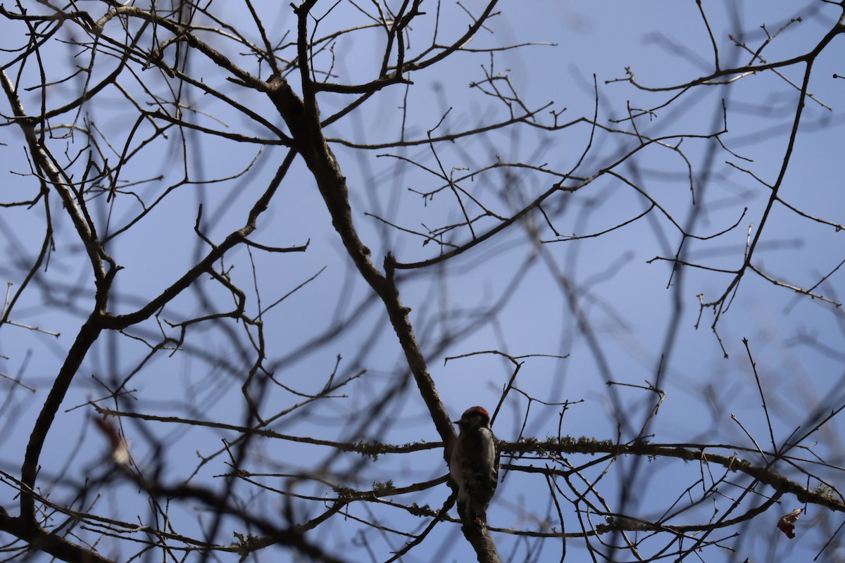 Downy Woodpecker - ML537168721