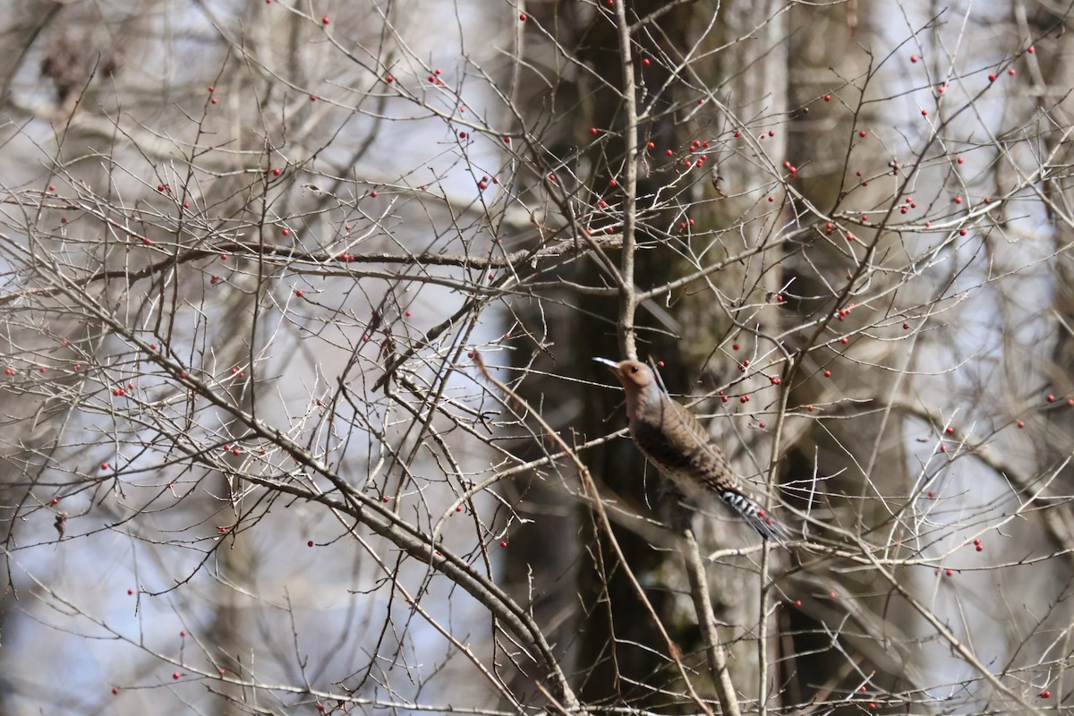 Northern Flicker - ML537168831