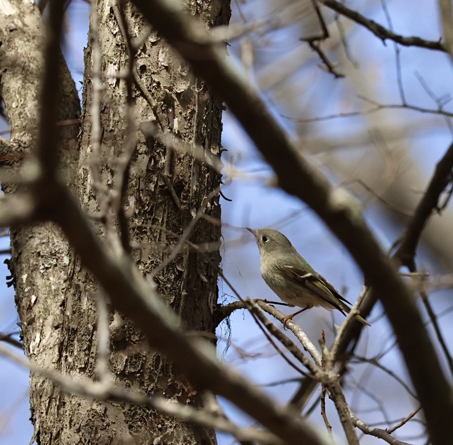 Ruby-crowned Kinglet - ML537168851