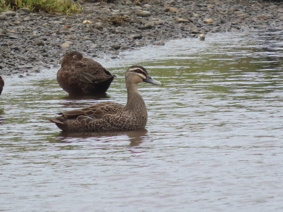 Pacific Black Duck - Jeff Hopkins