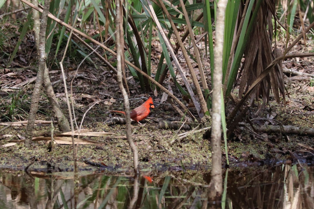 Cardinal rouge - ML537169001