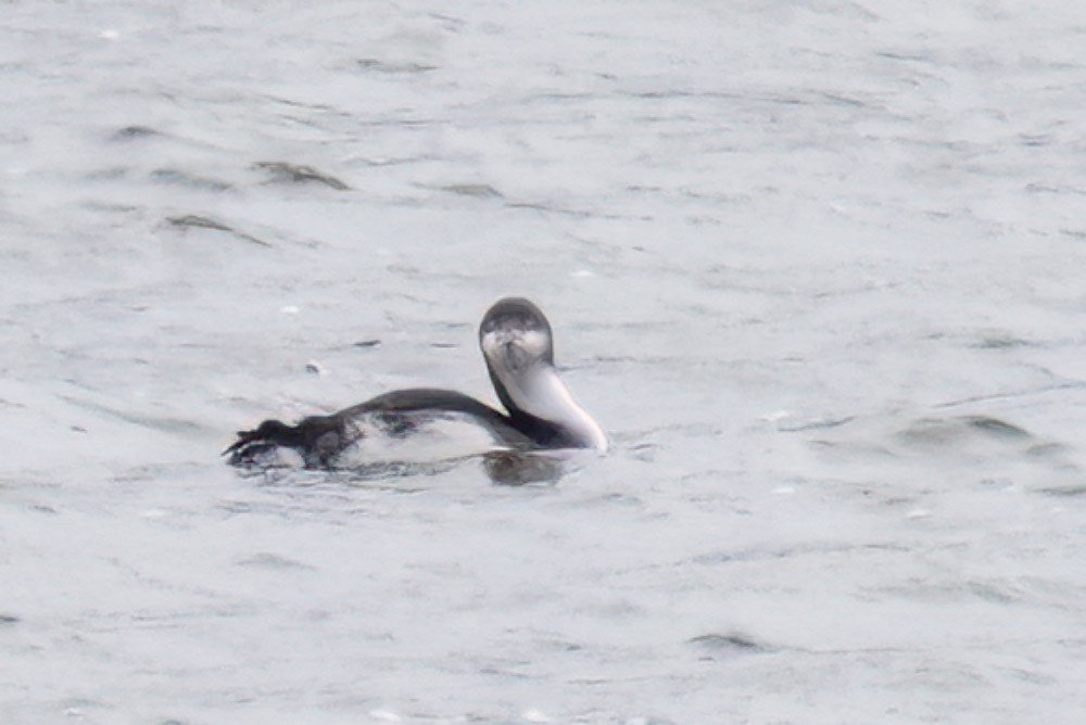 Pacific Loon - ML537169041