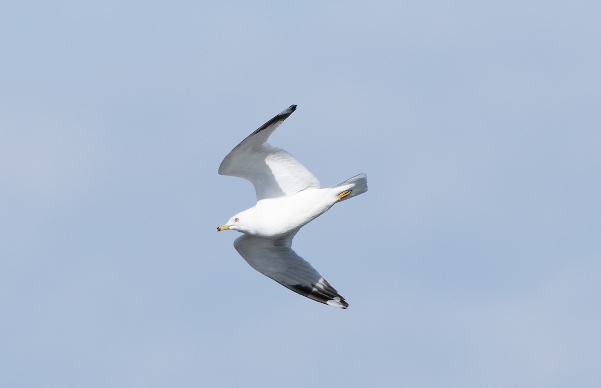 Herring Gull - ML537170091