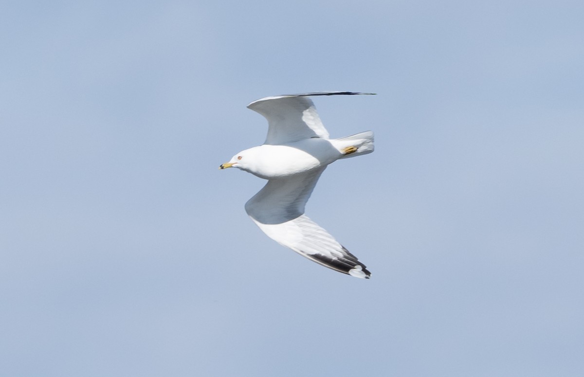 Herring Gull - ML537170131