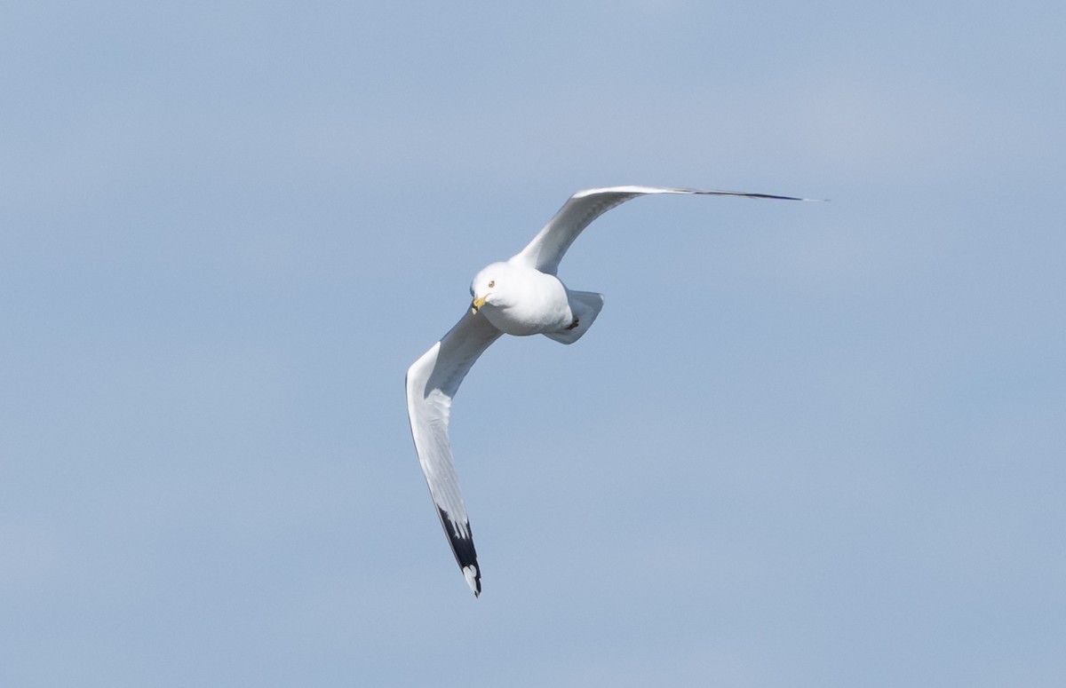 Herring Gull - ML537170211