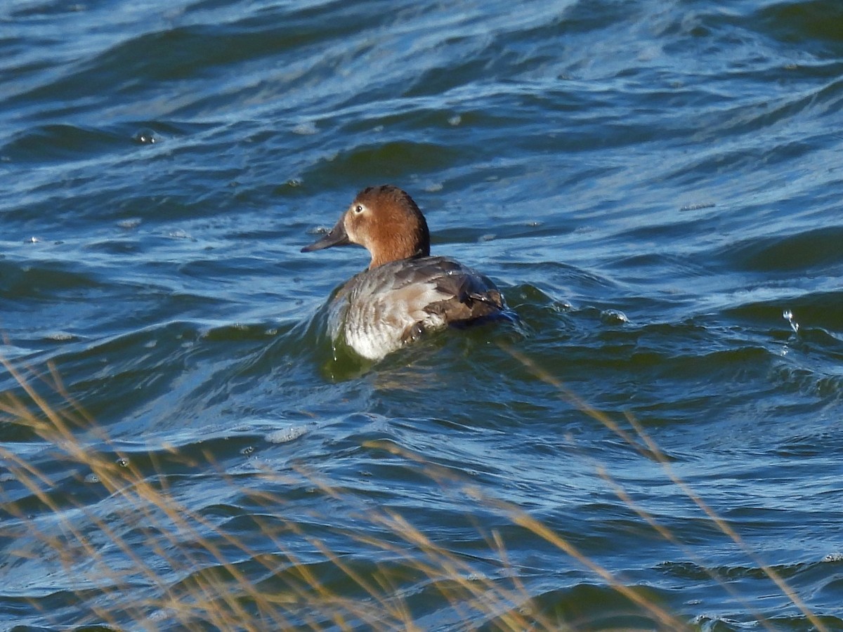 Canvasback - ML537170701