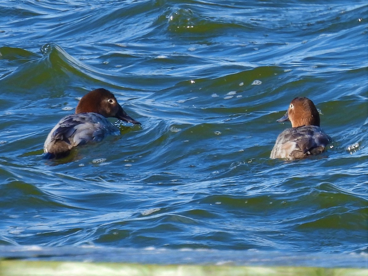 Canvasback - ML537170711