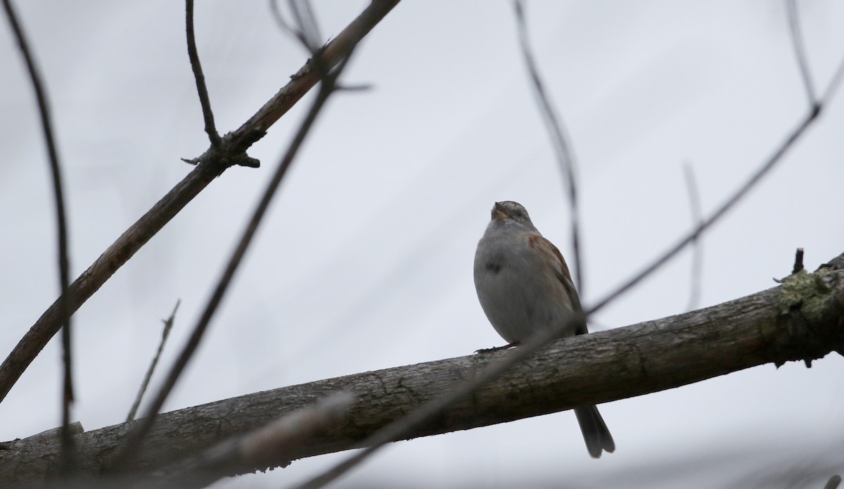 American Tree Sparrow - ML53717171