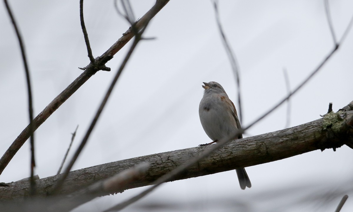 American Tree Sparrow - ML53717181