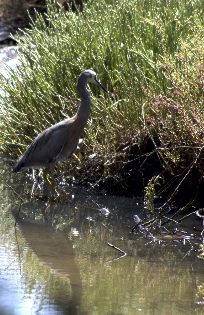 White-faced Heron - ML537172131