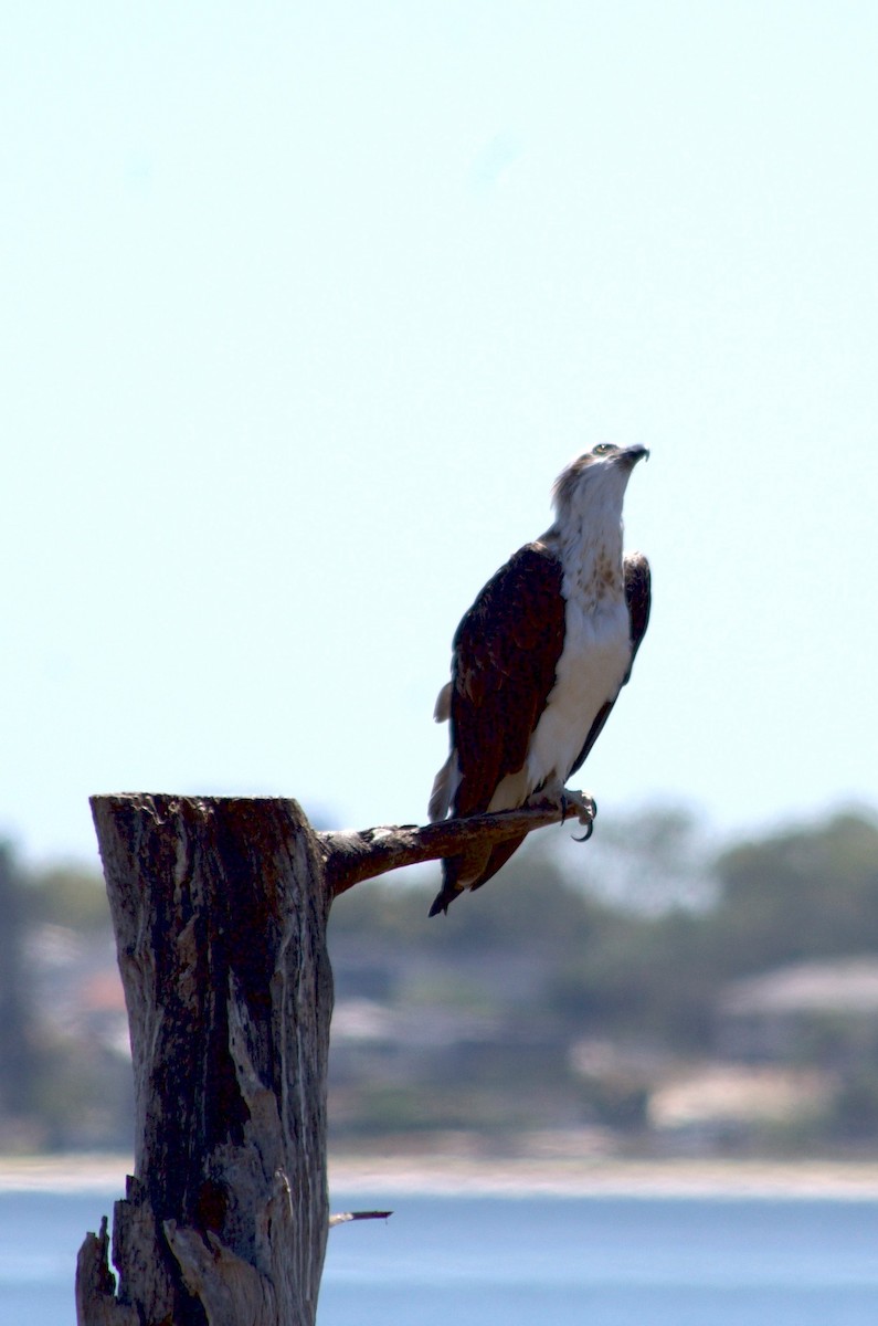 Загасч явлаг - ML537172361
