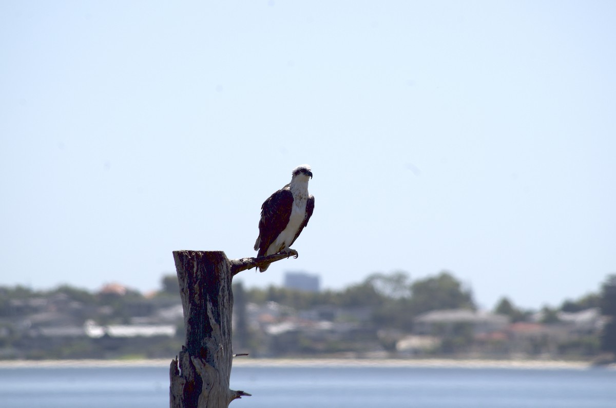 Загасч явлаг - ML537172371