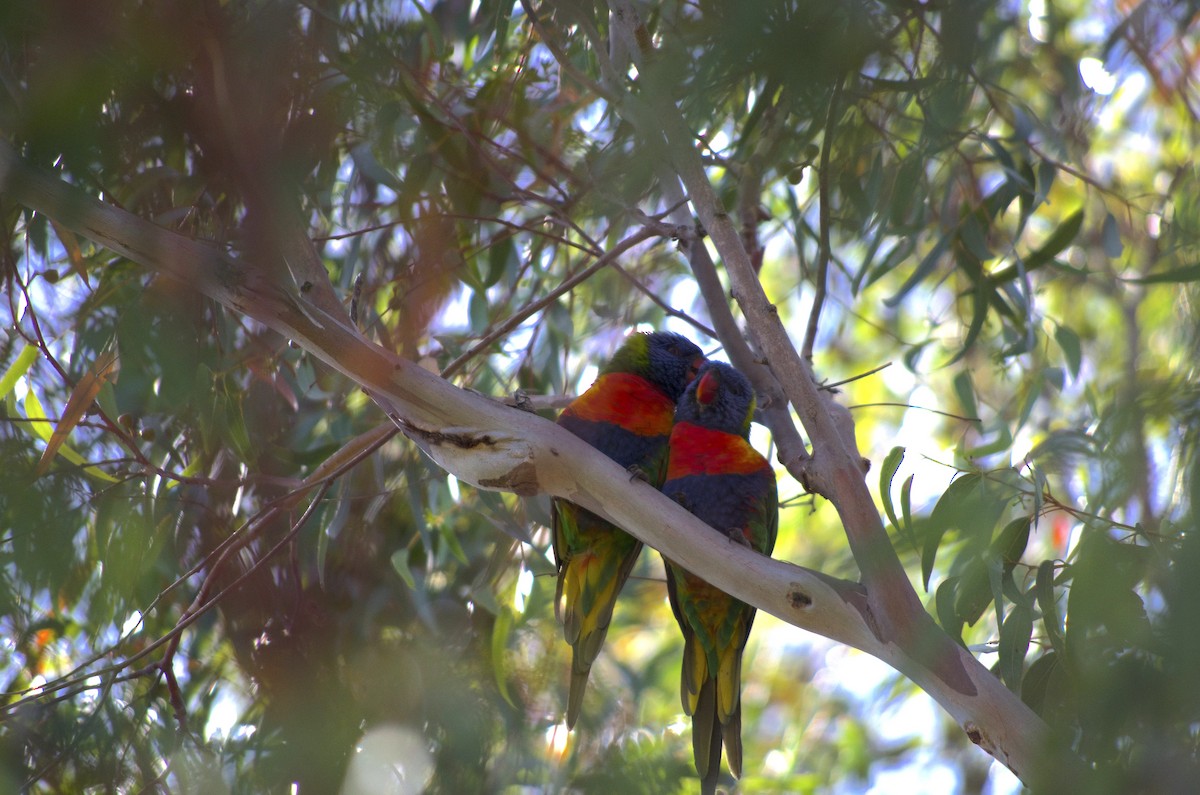 Rainbow Lorikeet - ML537172421