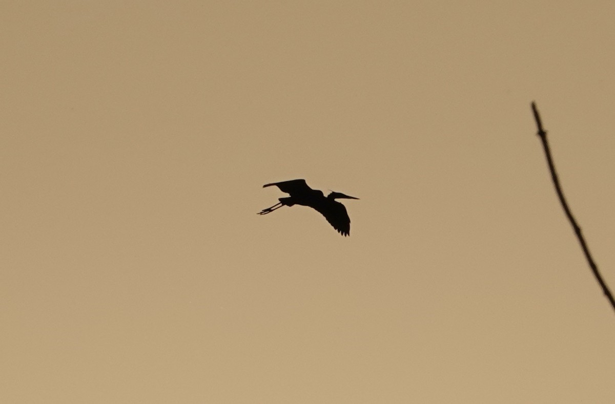 Great Blue Heron - ML537174131