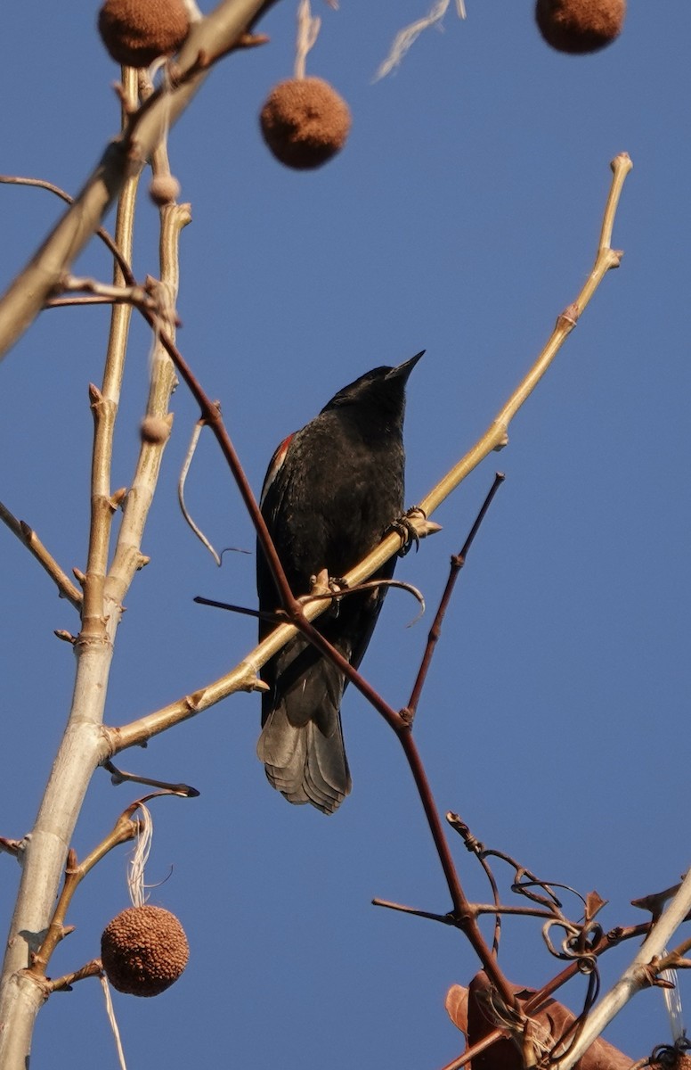 Red-winged Blackbird - ML537174331