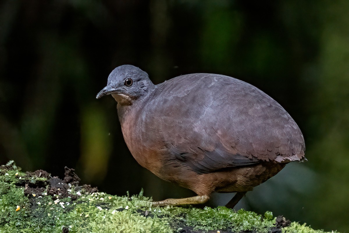 Little Tinamou - Martine Stolk