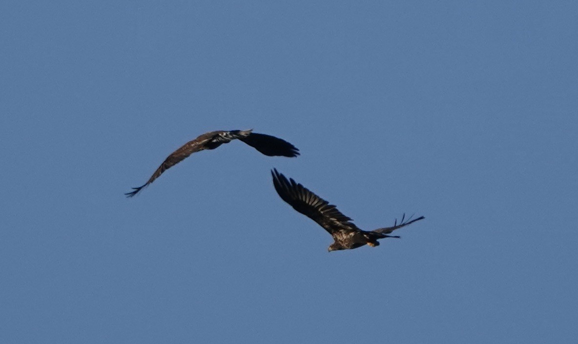 Bald Eagle - ML537174551