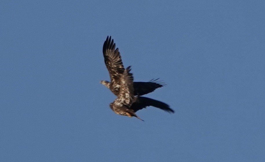Bald Eagle - ML537175011