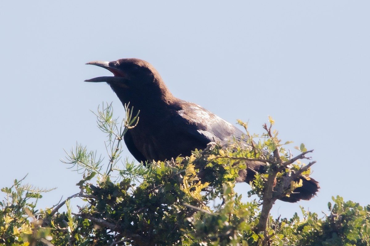 Cape Crow - Clinton S. Boyd