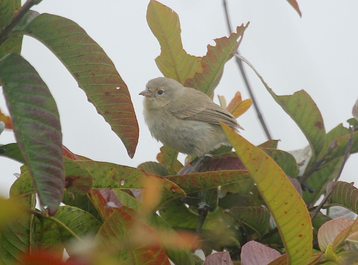 Green Warbler-Finch - ML53717611