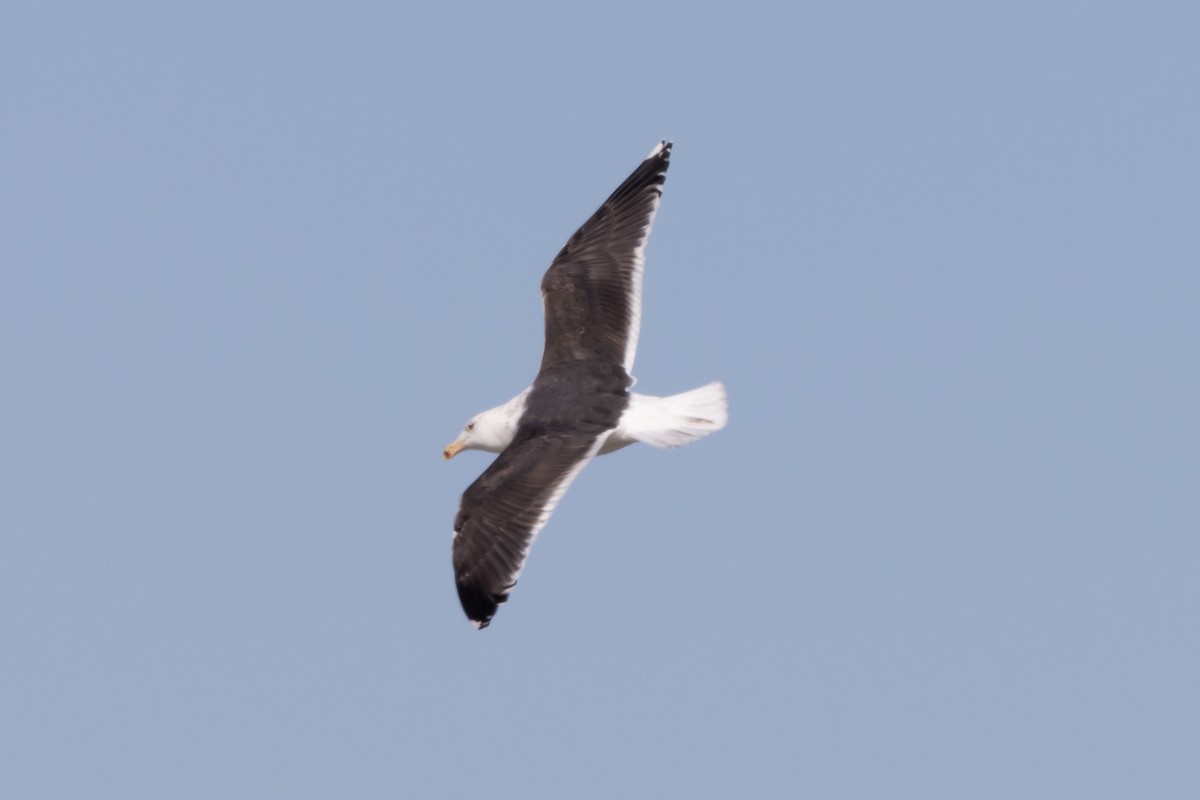 Great Black-backed Gull - ML537178301