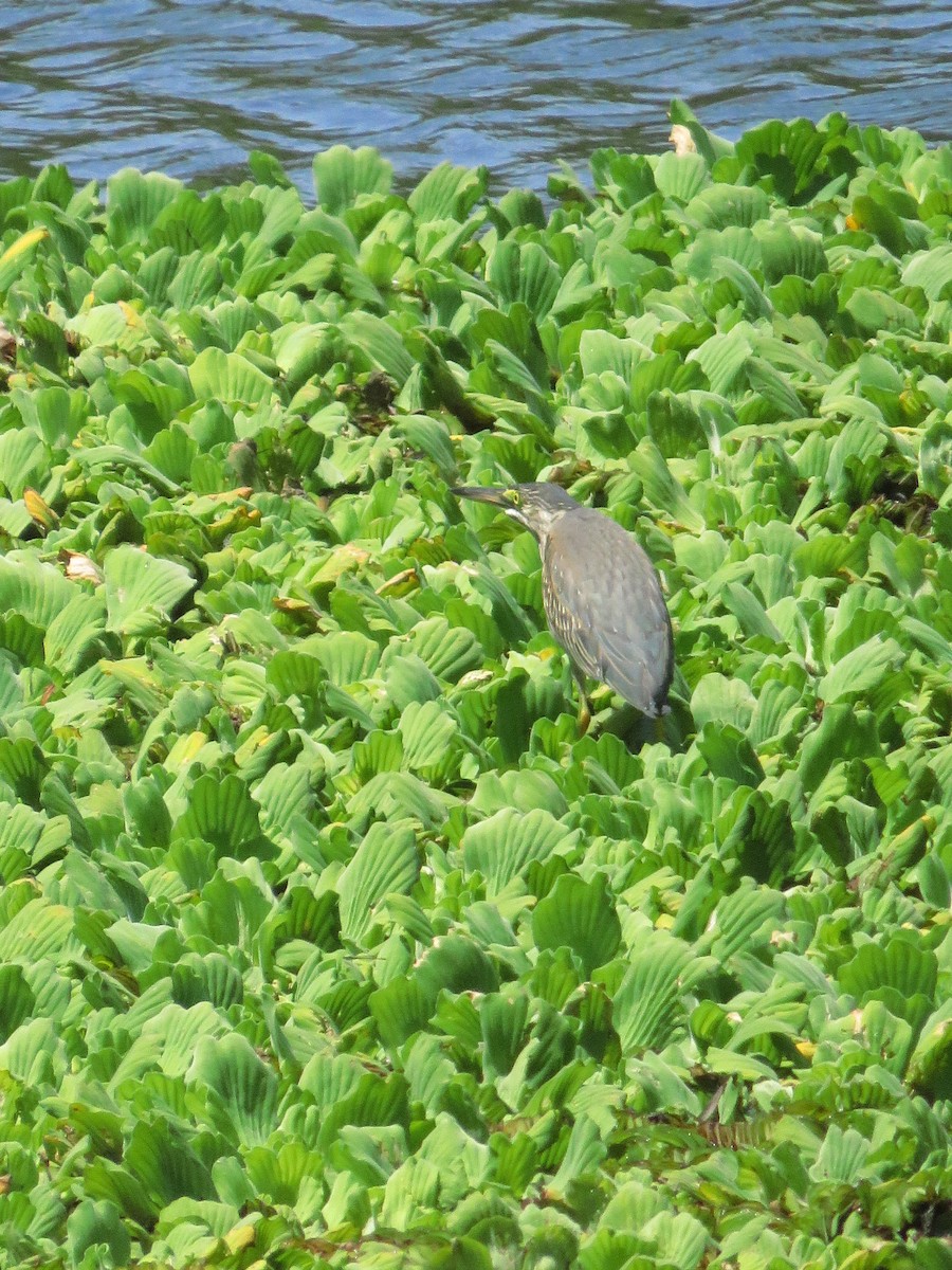 Striated Heron - ML537178891