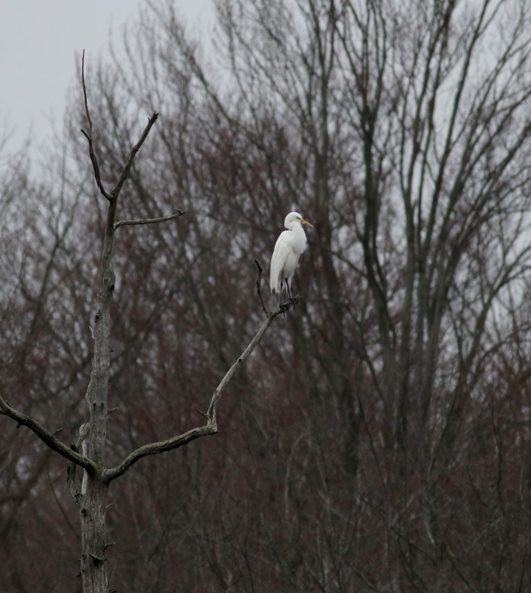 Great Egret - ML53717891