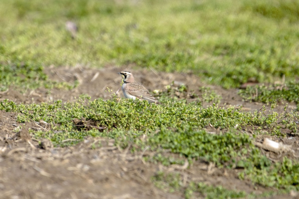 Horned Lark - ML537179571