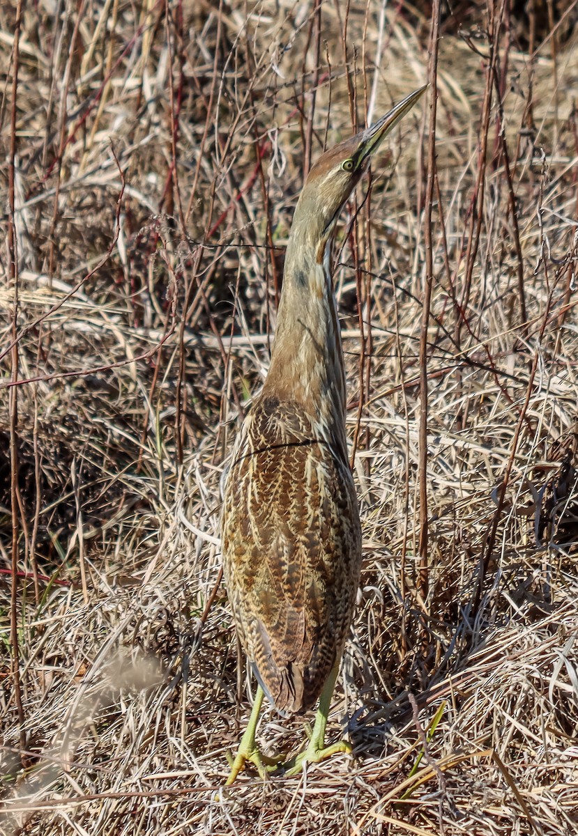 American Bittern - David Pluckebaum