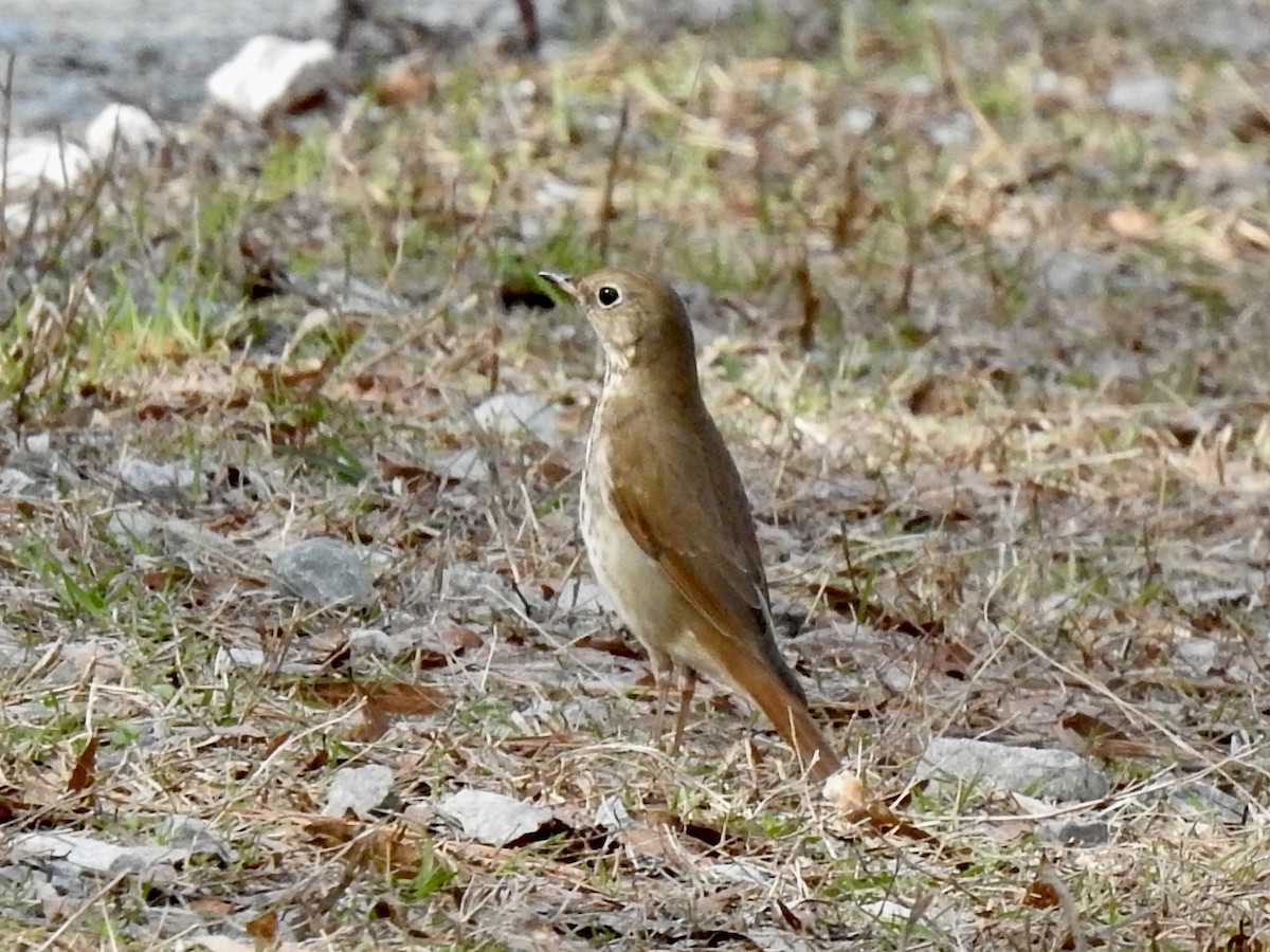 Hermit Thrush - ML537180931