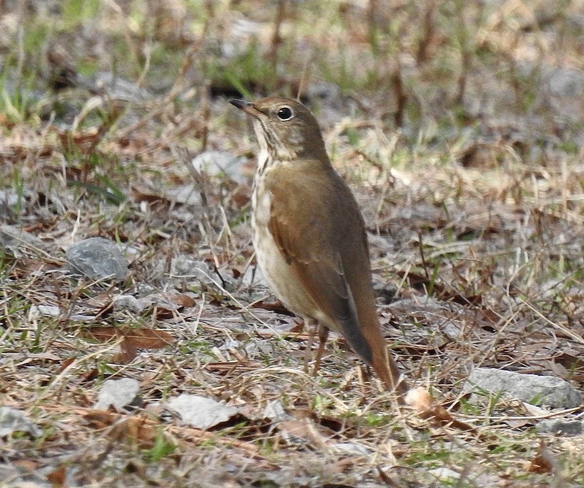 Hermit Thrush - ML537180941