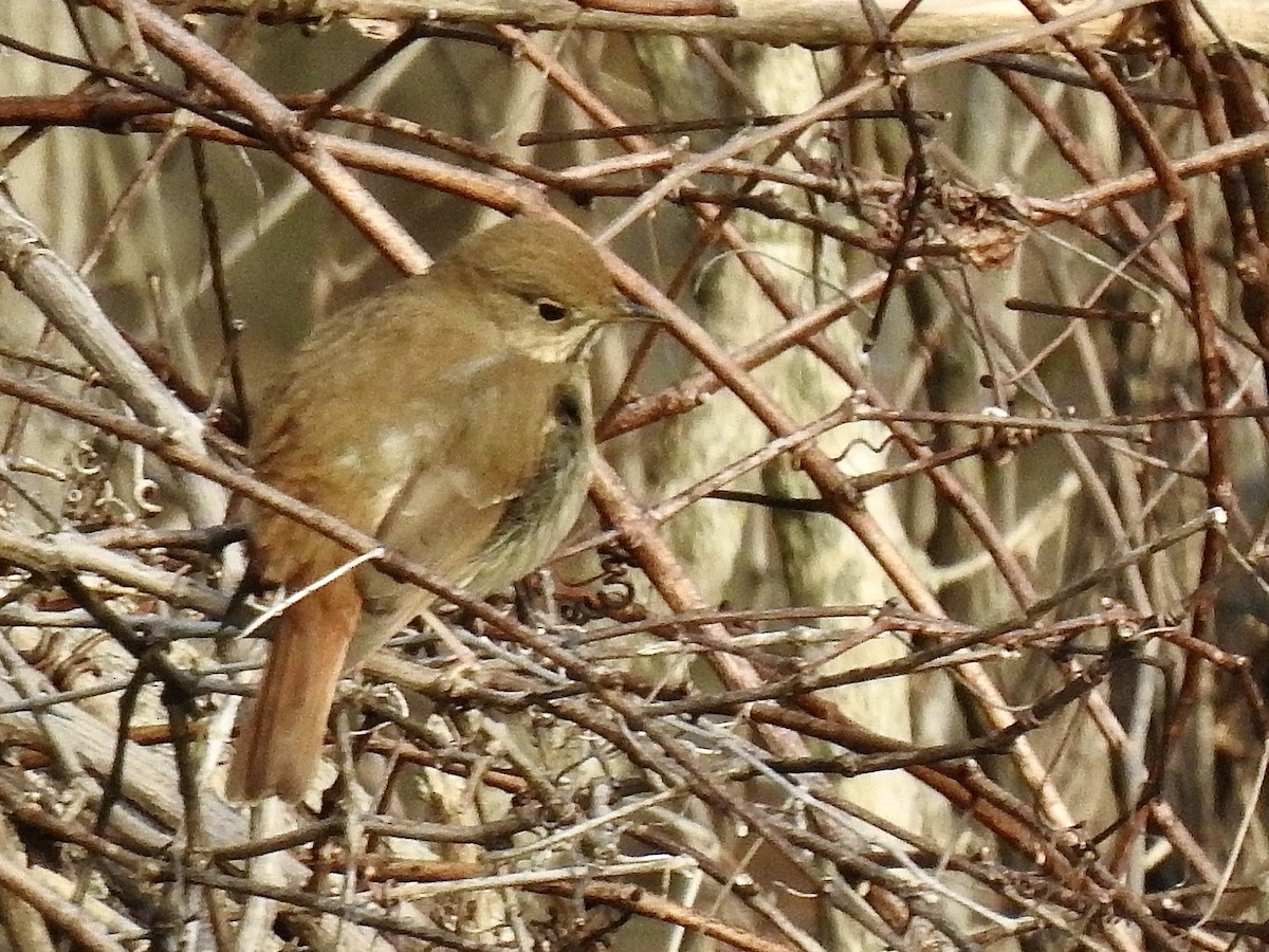 Hermit Thrush - ML537180951