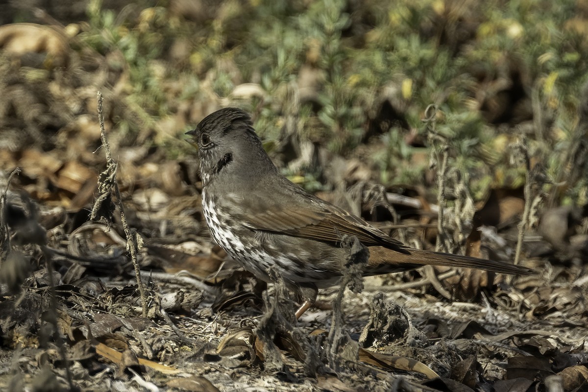 Fox Sparrow - Kathryn McGiffen