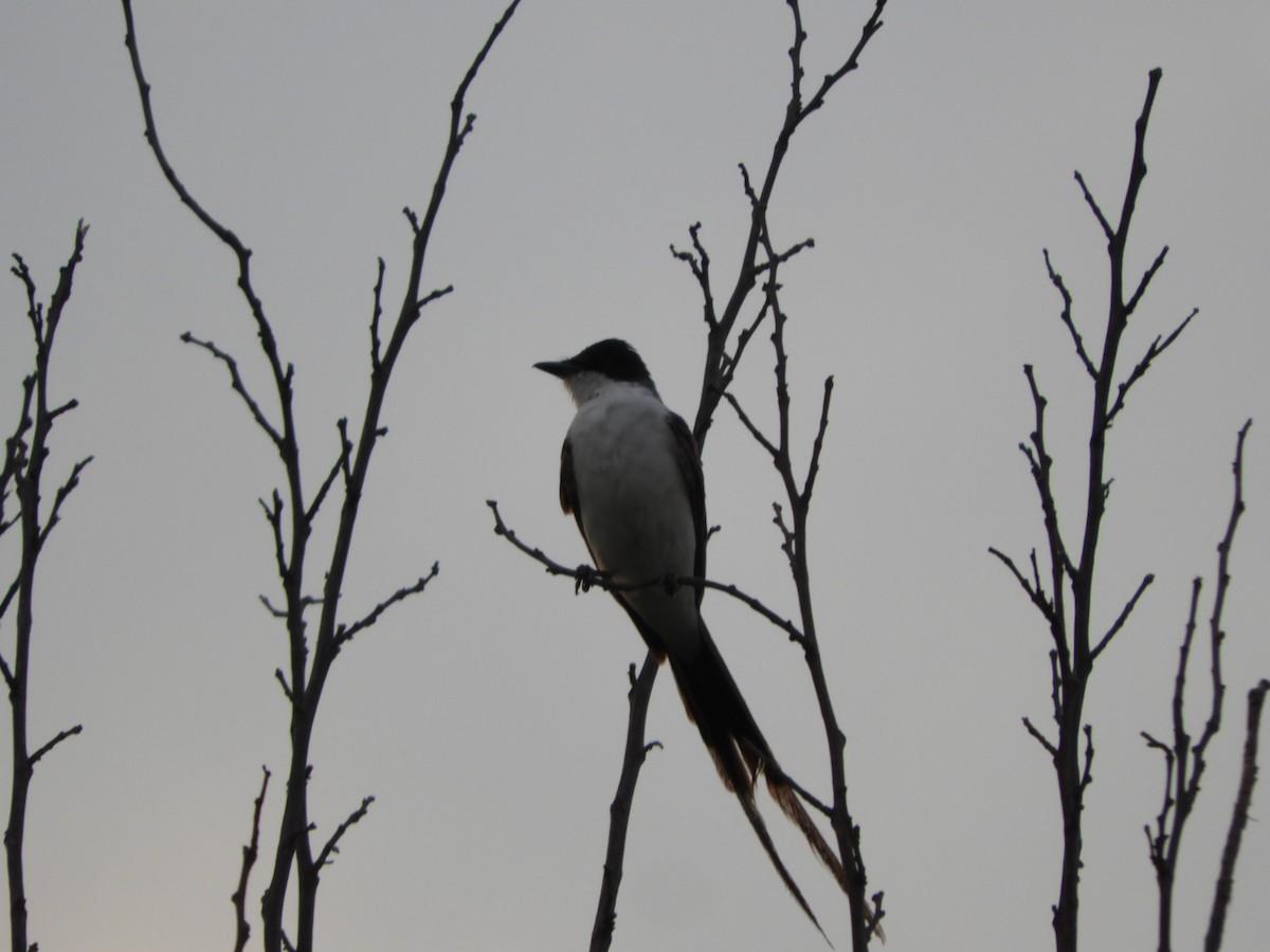 Fork-tailed Flycatcher - Silvia Enggist