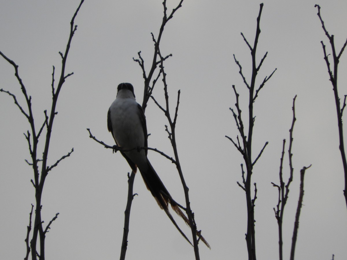 Fork-tailed Flycatcher - Silvia Enggist