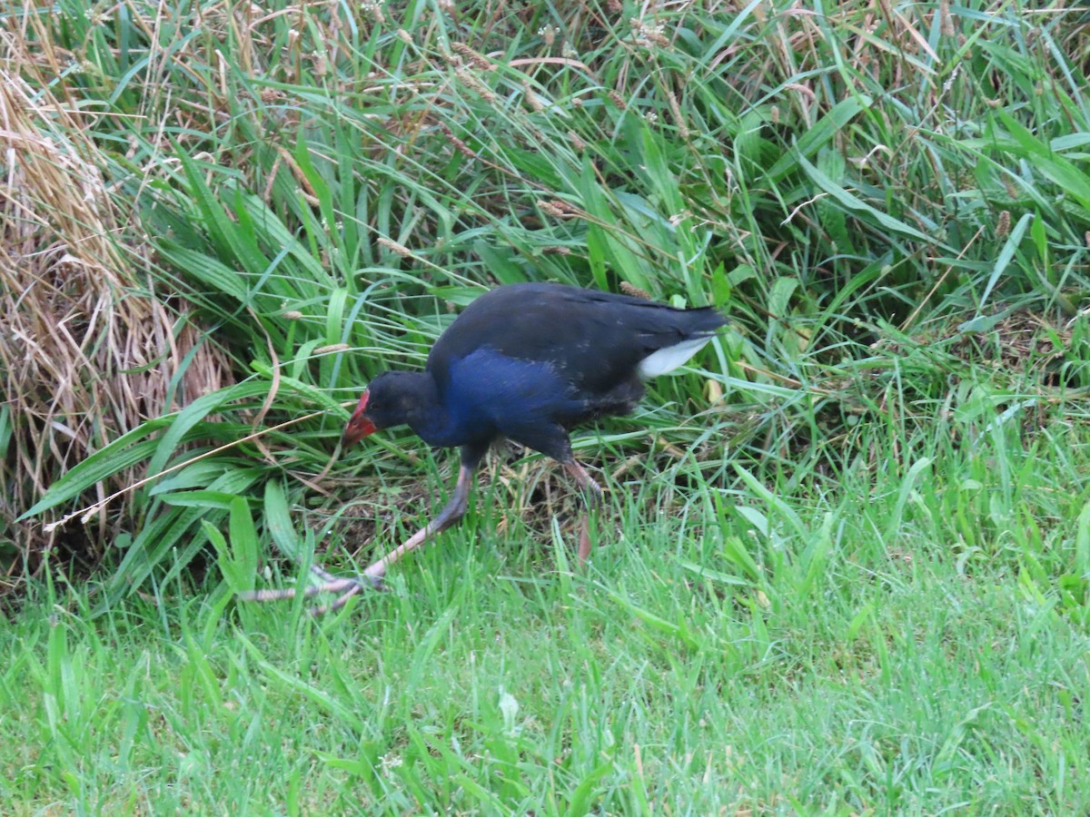 Australasian Swamphen - ML537182711