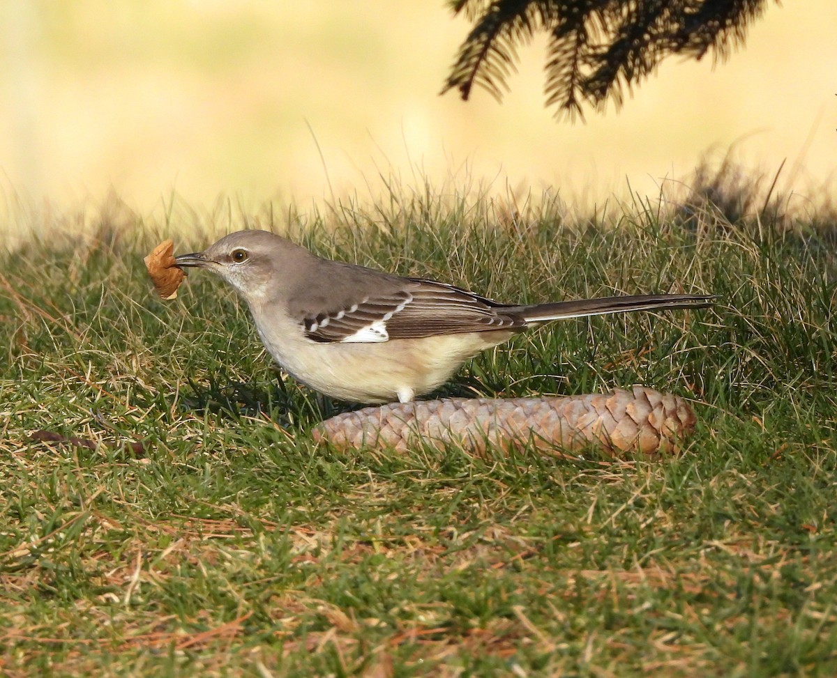 Northern Mockingbird - ML537182841