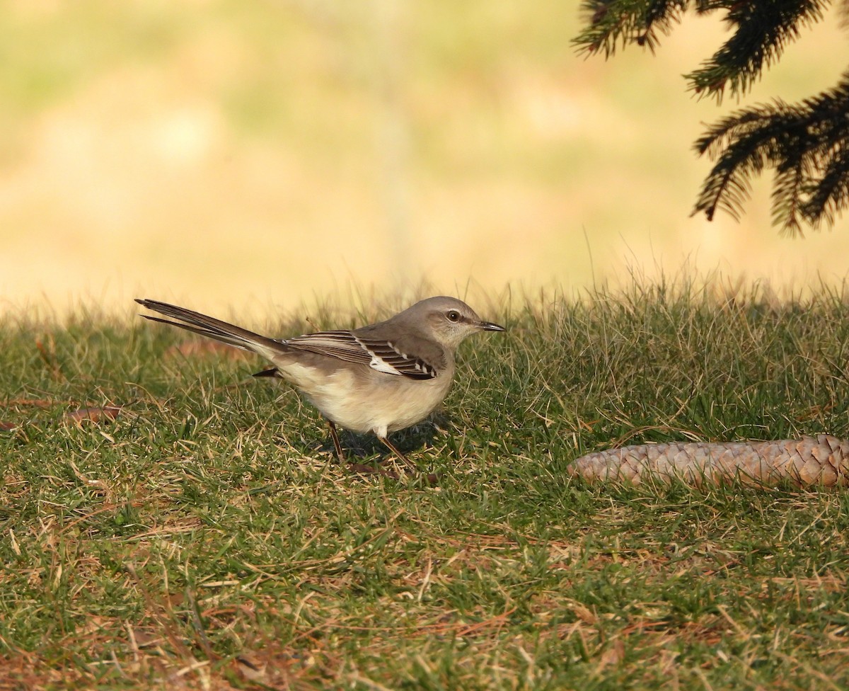 Northern Mockingbird - ML537182851