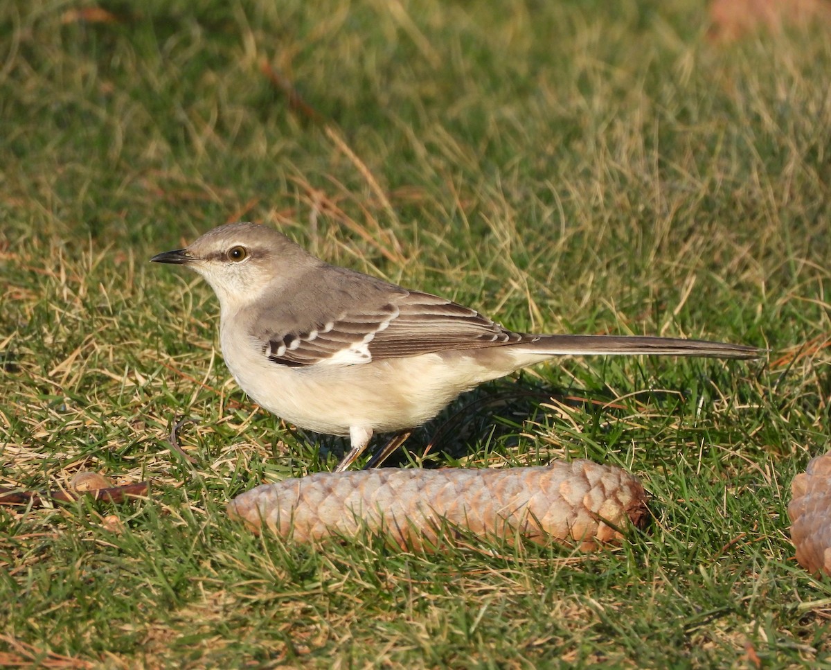 Northern Mockingbird - ML537182861