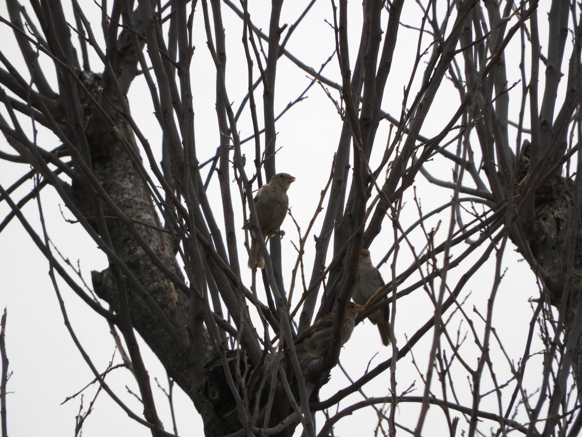 House Sparrow - ML537183091