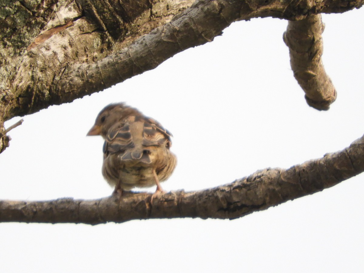 House Sparrow - Silvia Enggist