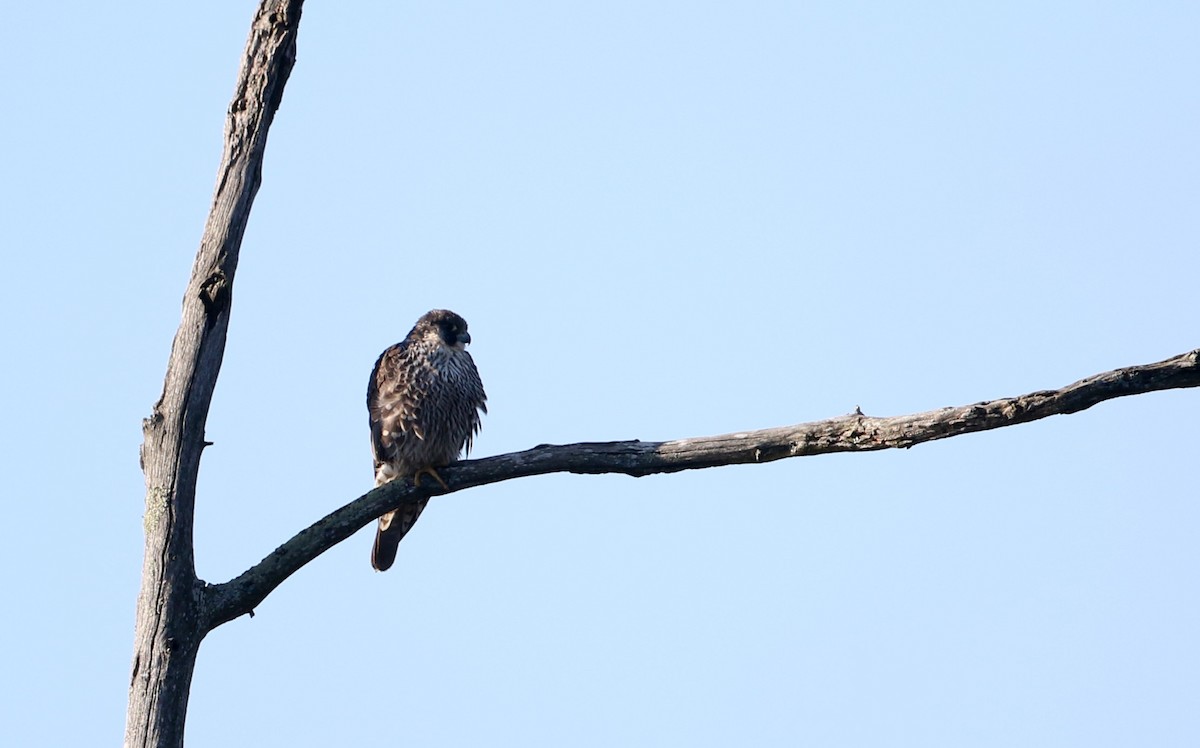 Peregrine Falcon (North American) - ML53718351