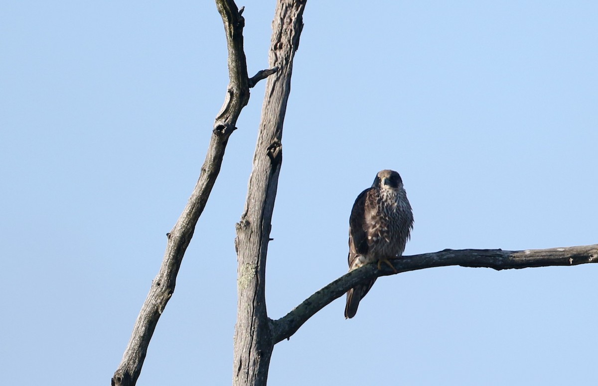Peregrine Falcon (North American) - ML53718371