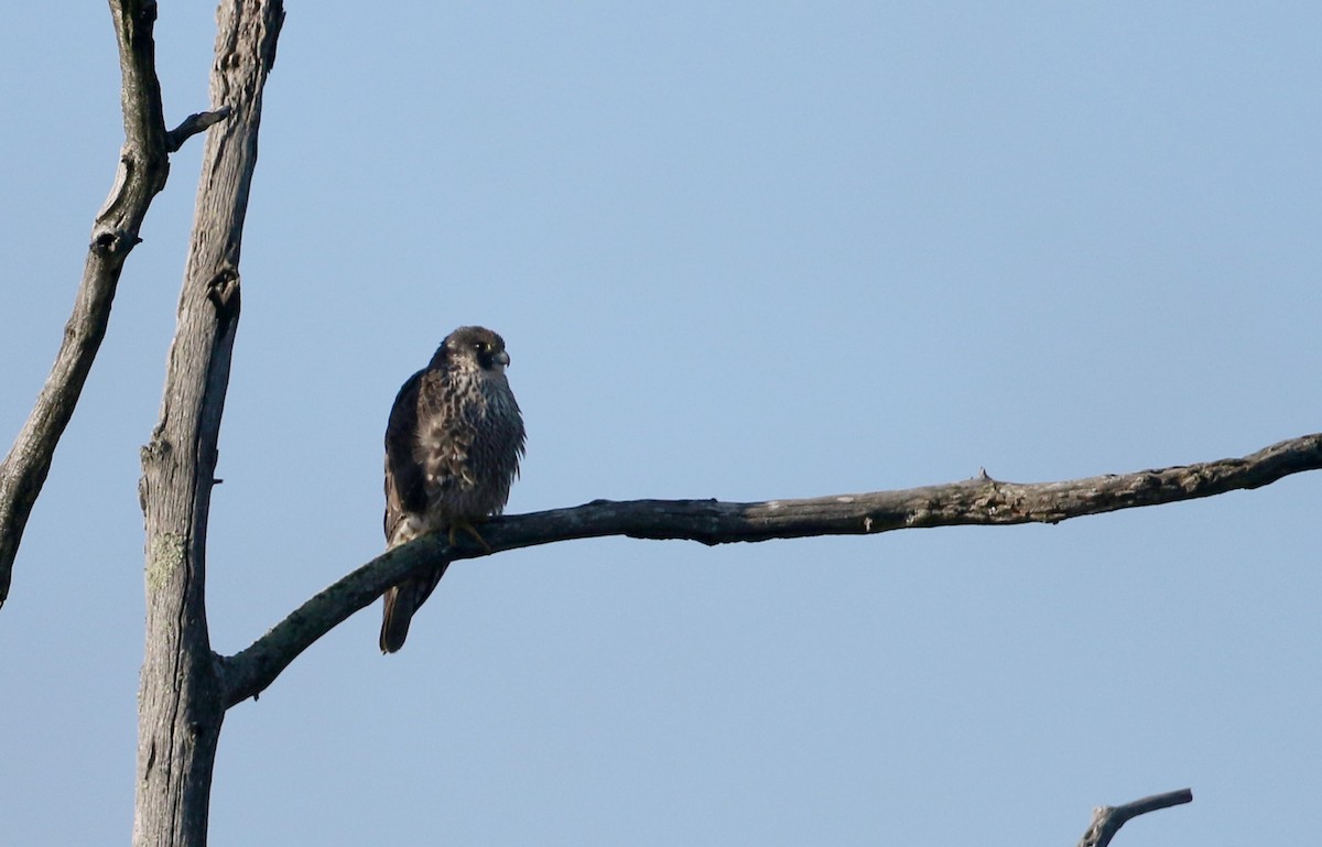Peregrine Falcon (North American) - ML53718381