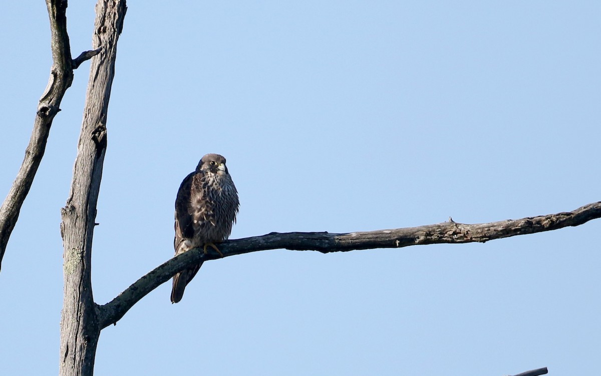 Peregrine Falcon (North American) - ML53718391