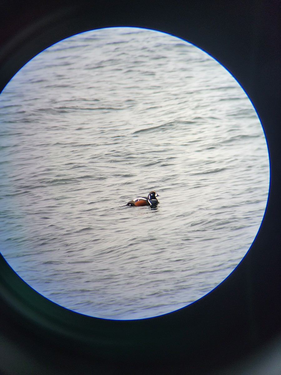 Harlequin Duck - ML537184201